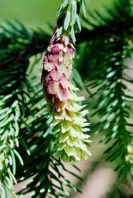 Picea abies 'Acrocona' - smrk ztepilý - samičí květenství - detail